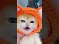 Download Lagu Little mao #cat #catvideos #shorts