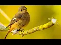 Download Lagu Relaxing music treats diseases of the heart and blood vessels🌿Gentle music, calms the nervous system