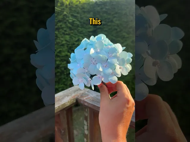 Blue Hydrangea! video thumbnail