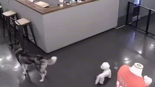 احذر من ترك الكلاب مع بعض في حال غيابك عنهم 