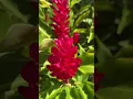 Download Lagu Blooming Beauties at Kiahuna Plantation 🌺 Flowers and trees blooming at Kiahuna Plantation! The sun