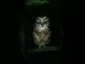 Download Lagu Suara burung hantu | dangerous owl sounds buffy fish owl #shorts #owl