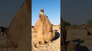 استمتع الجمل بصوت الإبل الجديد دندنها