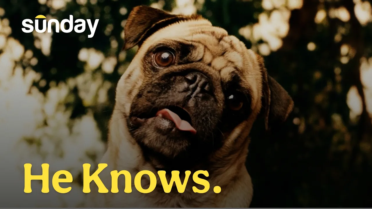 Sunday — Sunday — Pet-Safe Lawn Care (YouTube video ad)