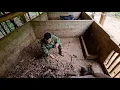 Download Lagu A new litter of wild boars was born mountain forest and m (EP315)