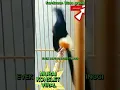 Download Lagu MURAI BATU KONSLET VIRAL(EVEK DOPING DOSIS TINGGI)#kurniawankicaugresik#yearofyou#shorts