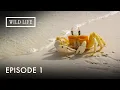 Download Lagu The Wild Secrets of Islands | Destination Wild: Wild Islands | Episode 1