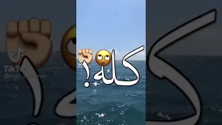 لون الخد كاستر    دندنها