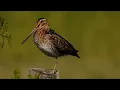 Bird songs... What's that sound? The Wilson's Snipe 😍
