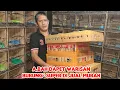 Download Lagu A,Bah Dapet Warisan Burung ² Super Di Jual Murah 