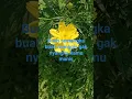 Download Lagu kata- kata pantun #dj