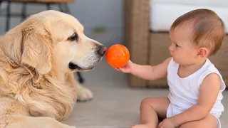 Baby and Golden Retriever Play Ball Together — So Adorable!