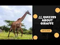 40 Fascinating Giraffe Quizzes Test Your Knowledge