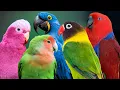Download Lagu Suara Alam Paling Menenangkan \u0026 Indah | Burung Eksotis \u0026 Pemandangan Burung Beo yang Menakjubkan | Pereda Stres
