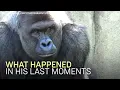 Experts Weigh In On Harambe's Last Moments