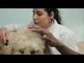 Harlem Animal Hospital