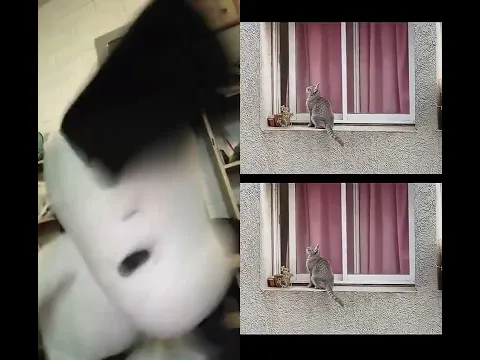 créditos a:‎⁨@cozycatsdaily⁩  Cuál es IA? #humor #yosoydelos7mil #comedia #cat #ias #memes #shorts