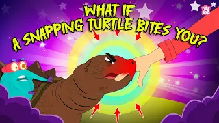 Dangerous Encounters What if a Snapping Turtle Bites You Alligator Snapping Turtle Bite Force