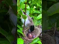 Download Lagu Induk burung memberikan tembakan sungguhan yang keras kepada anak burungnya