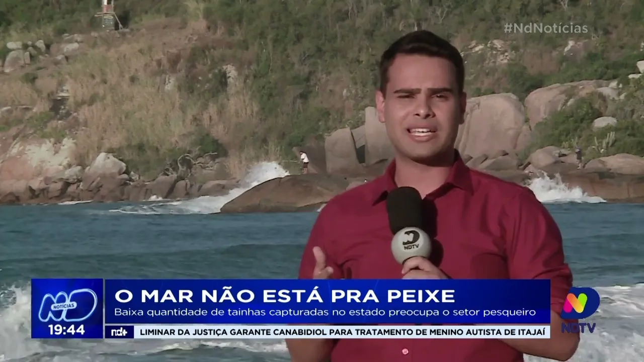 Baixa quantidade de tainhas capturadas no estado preocupa o setor pesqueiro