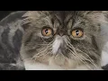 One Of A Kind Pet Rescue in Akron helping Persian cats and Doodles find homes Ready Pet GO