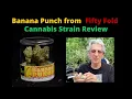 Banana Punch from Fifty Fold Cannabis Strain Review