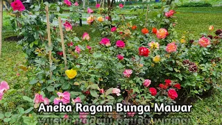 Download Aneka Ragam Bunga Mawar Di halaman rumah | BUTANI CHANNEL MP3