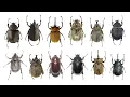 Download Lagu Soorten olifantenkevers | Familie: Scarabaeidae, geslacht: Megasoma