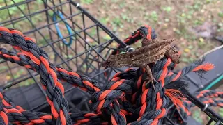 Traveling Back to Blossom