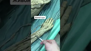 모르고 미라의 인대를 당겼다 Shorts 미라라고 미라 