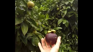 What Does Mangosteen Fruit Taste Like. 