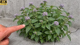 Essa planta precisa estar na sua casa hoje (vale uma mina de ouro)
