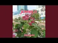 Download Lagu Jomblo