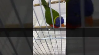 غلط في اكل ببغاء اللوري 