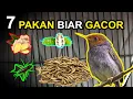 Download Lagu 7 Makanan Burung PRENJAK Biar GACOR dan RAJIN BUNYI !