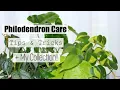 Philodendron Houseplant Care Tips Tricks My Philodendron Collection
