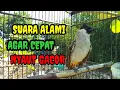 Lagu Suara burung kutilang gacor memanggil Lawan Asli tanpa isian agar nyaut