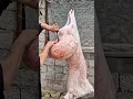 Download Lagu Fat on the sheep’s tail