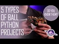 5 Types of Ball Python Projects Pets to Snakes