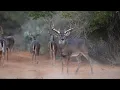 A Cactus Jack Giant South Texas Free Range Bucks