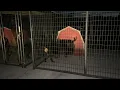 BIGG Boss Rottweiler Kennel
