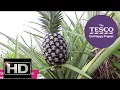 Prickly Pineapples what is a pineapple