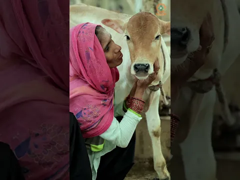 Shri Krishna Janmashtami - गौ सेवा का ऐसा रूप शायद आपने पहले नहीं देखा होगा | GSD Animal Hospital
