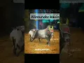 Lagu Annan thambi paasam|Kaalai and Goat best bonding| @Allrounderkavin25 #jallikattu