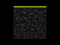 GPU Particles In Unity