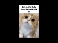 cupid but it s just cat gifs