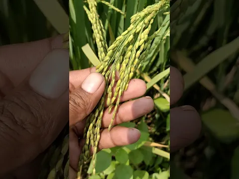 माइट से ऐसे बचाता हूं।