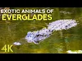 Exotic Animals of Florida - Alligators Manatees Turtles