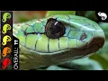 Download Lagu Boomslang, The Best Pet Snake?