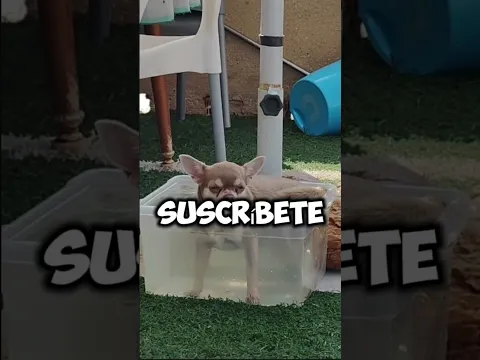 SI TIENES ESTE PERRO EN VERANO NUNCA LE DIGAS ESTÁ FRASE